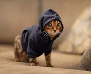 Cat with hoodie