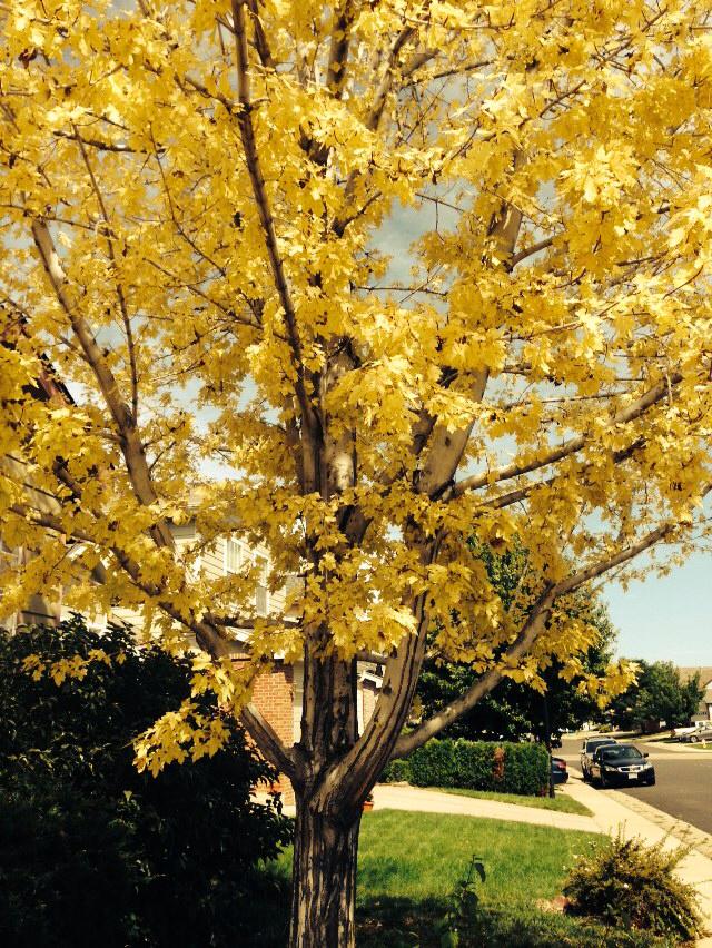 yellow tree Denver