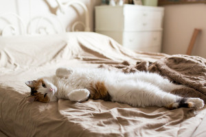 20140125-calico-cat-on-bed-1-M