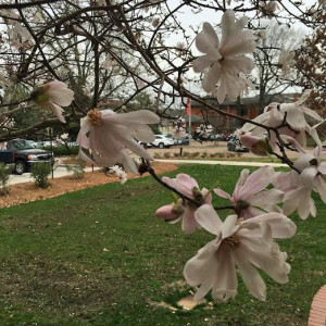 blossoms Ole Miss campus