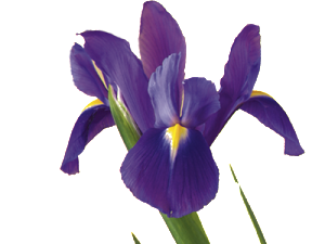 iris