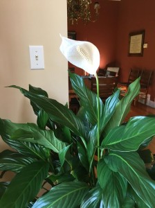 Mom peace lily