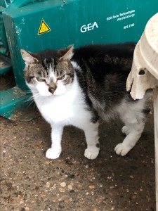 Cat in Kinderdijk